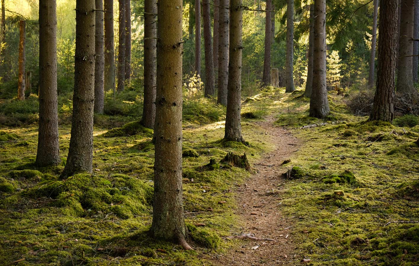 Fichte - ein beliebtes Holz für bauen, renovieren und Neubau Ein dichter Fichtenwald mit hohen, geraden Bäumen, durch den Sonnenstrahlen scheinen